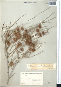 Calligonum acanthopterum I. G. Borshch., Middle Asia, Karakum (M6) (Turkmenistan)