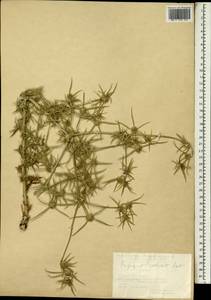 Eryngium creticum Lam., South Asia, South Asia (Asia outside ex-Soviet states and Mongolia) (ASIA) (Turkey)