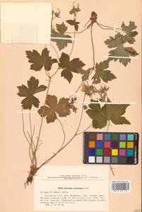 Geranium platyanthum Duthie, Siberia, Russian Far East (S6) (Russia)