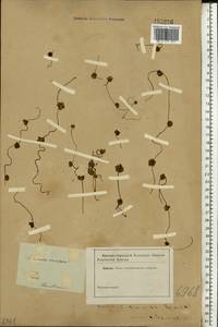 Cuscuta europaea L., Eastern Europe, North-Western region (E2) (Russia)