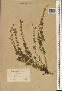 Artemisia persica Boiss., South Asia, South Asia (Asia outside ex-Soviet states and Mongolia) (ASIA) (Iran)