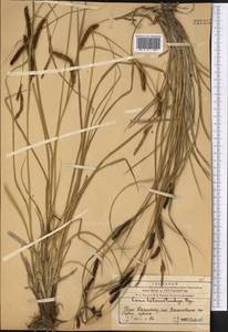 Carex songorica Kar. & Kir., Middle Asia, Western Tian Shan & Karatau (M3) (Kazakhstan)