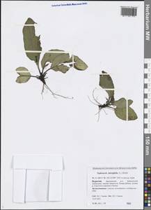 Tephroseris integrifolia (L.) Holub, Siberia, Baikal & Transbaikal region (S4) (Russia)