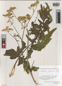 Pastinaca sativa var. sylvestris (Mill.) DC., Siberia, Altai & Sayany Mountains (S2) (Russia)