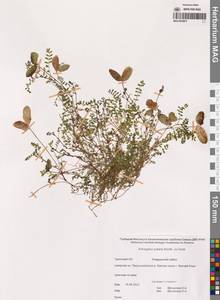 Astragalus polaris (Seem.) Benth., Siberia, Chukotka & Kamchatka (S7) (Russia)