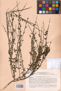 Cytisus scoparius (L.) Link, Eastern Europe, Lithuania (E2a) (Lithuania)