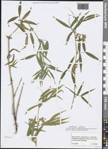 Lathyrus palustris L., Siberia, Baikal & Transbaikal region (S4) (Russia)