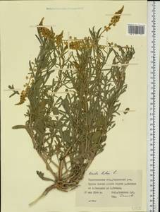 Reseda lutea L., Eastern Europe, South Ukrainian region (E12) (Ukraine)