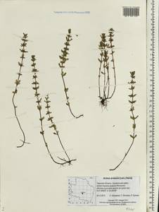Clinopodium acinos (L.) Kuntze, Eastern Europe, North-Western region (E2) (Russia)