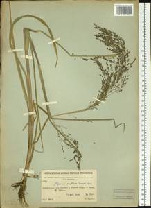 Glyceria lithuanica (Gorski) Gorski, Siberia, Baikal & Transbaikal region (S4) (Russia)