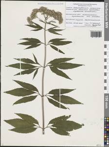 Eupatorium cannabinum L., Eastern Europe, Central forest-and-steppe region (E6) (Russia)