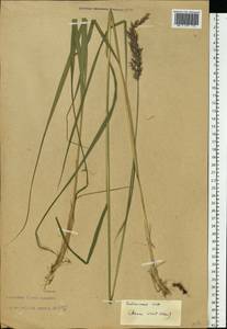 Calamagrostis arundinacea (L.) Roth, Eastern Europe, Estonia (E2c) (Estonia)