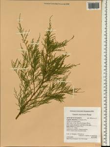 Tamarix smyrnensis Bunge, South Asia, South Asia (Asia outside ex-Soviet states and Mongolia) (ASIA) (Cyprus)