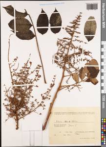 Rhus chinensis Mill., South Asia, South Asia (Asia outside ex-Soviet states and Mongolia) (ASIA) (Vietnam)