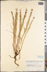 Euphorbia seguieriana Neck., Eastern Europe, North Ukrainian region (E11) (Ukraine)