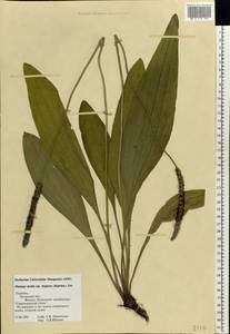 Plantago media L., Eastern Europe, North Ukrainian region (E11) (Ukraine)
