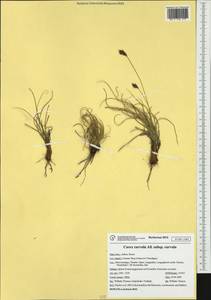 Carex curvula All., Western Europe (EUR) (Italy)