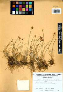 Allium mongolicum Regel, Siberia, Altai & Sayany Mountains (S2) (Russia)