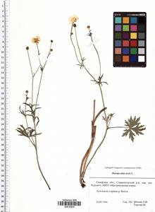Ranunculus acris L., Eastern Europe, Middle Volga region (E8) (Russia)