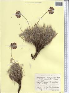 Hedysarum minjanense Rech.f., Middle Asia, Pamir & Pamiro-Alai (M2) (Tajikistan)