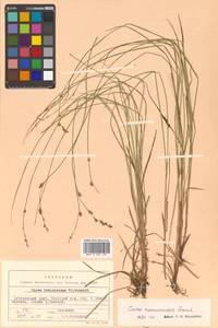 Carex nemurensis Franch., Siberia, Russian Far East (S6) (Russia)