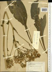 Senecio macrophyllus M. Bieb., Eastern Europe, South Ukrainian region (E12) (Ukraine)