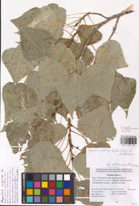 Populus nigra L., Eastern Europe, Lower Volga region (E9) (Russia)