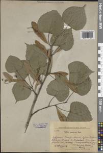Tilia amurensis Rupr., Siberia, Russian Far East (S6) (Russia)