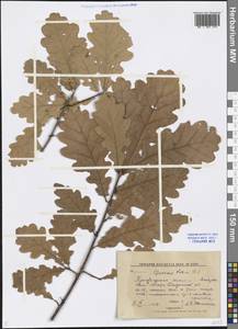 Quercus robur L., Eastern Europe, Central forest region (E5) (Russia)