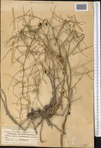Asparagus breslerianus Schult. & Schult.f., Middle Asia, Pamir & Pamiro-Alai (M2) (Tajikistan)