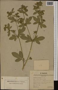 Potentilla norvegica L., Western Europe (EUR) (Germany)