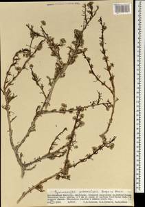 Paronychia przewalskii (Bunge ex Maxim.) Rohweder & Urmi-König, Mongolia (MONG) (Mongolia)