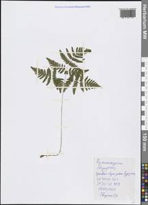 Gymnocarpium dryopteris (L.) Newman, Crimea (KRYM) (Russia)