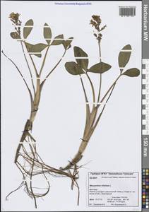 Menyanthes trifoliata L., Siberia, Central Siberia (S3) (Russia)