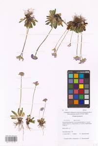 Primula farinosa L., Siberia, Baikal & Transbaikal region (S4) (Russia)