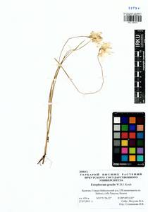 Eriophorum gracile Koch, Siberia, Baikal & Transbaikal region (S4) (Russia)