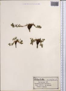 Potentilla multifida L., Middle Asia, Northern & Central Tian Shan (M4) (Kyrgyzstan)