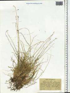 Carex loliacea L., Siberia, Russian Far East (S6) (Russia)