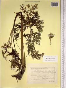 Anthriscus sylvestris subsp. sylvestris, Siberia, Western Siberia (S1) (Russia)