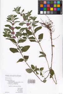 MHA 0 158 049, Mentha arvensis L., Eastern Europe, Central region (E4) (Russia)