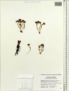 Rhodiola quadrifida (Pall.) Fisch. & C. A. Mey., Siberia, Baikal & Transbaikal region (S4) (Russia)