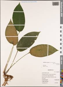 Aspidistra elegans Aver. & Tillich, South Asia, South Asia (Asia outside ex-Soviet states and Mongolia) (ASIA) (Laos)
