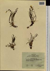 Claytonia acutifolia Pall. ex Willd., Siberia, Russian Far East (S6) (Russia)