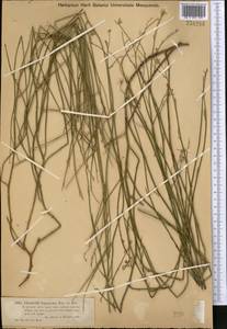 Chondrilla leiosperma Kar. & Kir., Middle Asia, Dzungarian Alatau & Tarbagatai (M5) (Kazakhstan)