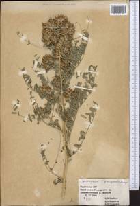 Astragalus quisqualis Bunge, Middle Asia, Pamir & Pamiro-Alai (M2) (Uzbekistan)