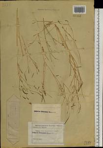 Hypecoum erectum L., Siberia (no precise locality) (S0) (Russia)