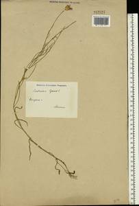 Centaurea cyanus L., Eastern Europe, Central region (E4) (Russia)