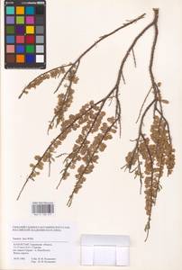 Tamarix laxa Willd., Middle Asia, Caspian Ustyurt & Northern Aralia (M8) (Kazakhstan)