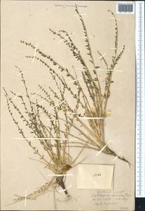 Astragalus olgae Bunge, Middle Asia, Western Tian Shan & Karatau (M3) (Uzbekistan)