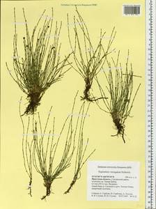 Equisetum variegatum Schleich., Siberia, Baikal & Transbaikal region (S4) (Russia)